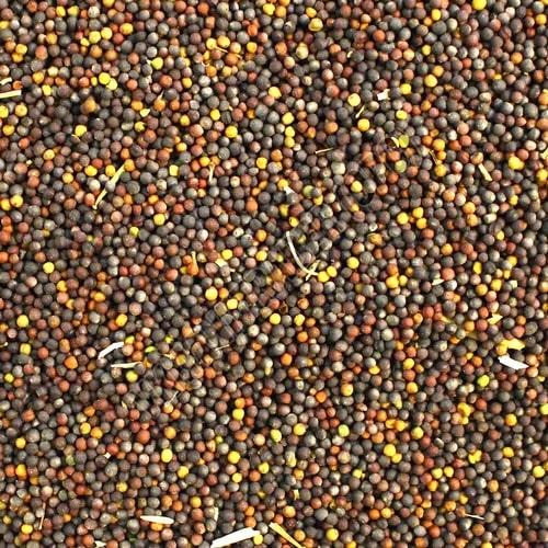 Natural Canola Seeds