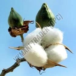 Natural Raw Cotton