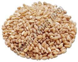 Natural Wheat Seeds