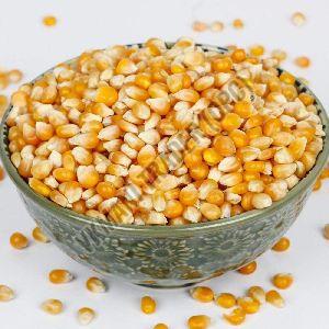 Organic Maize Seeds