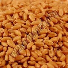 Organic Wheat Seeds