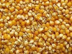 Pure Maize Seeds