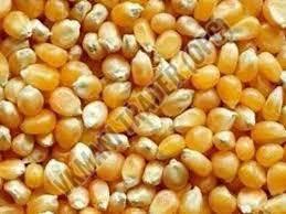 Raw Maize Seeds