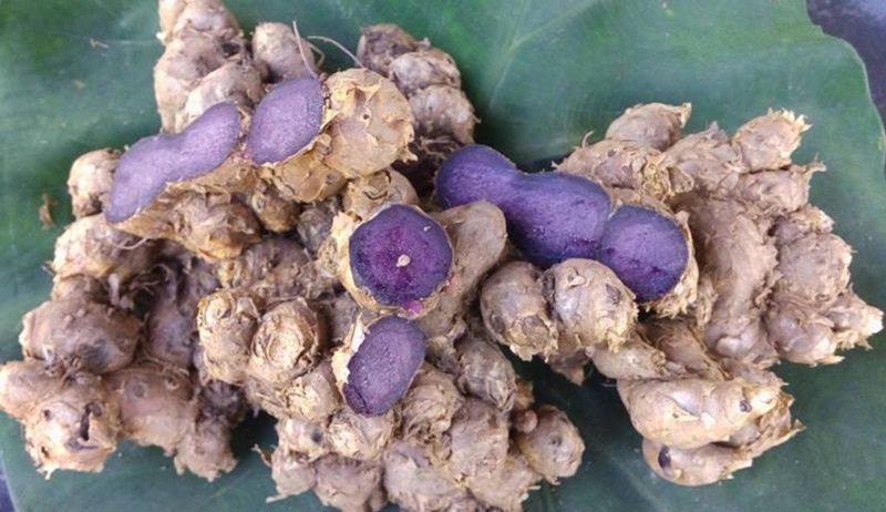 A Grade Organic Black Ginger