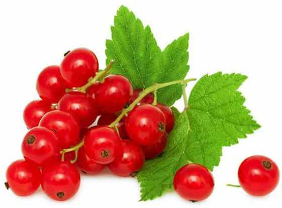 Fresh Red Currants