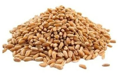 Whole Wheat Seeds