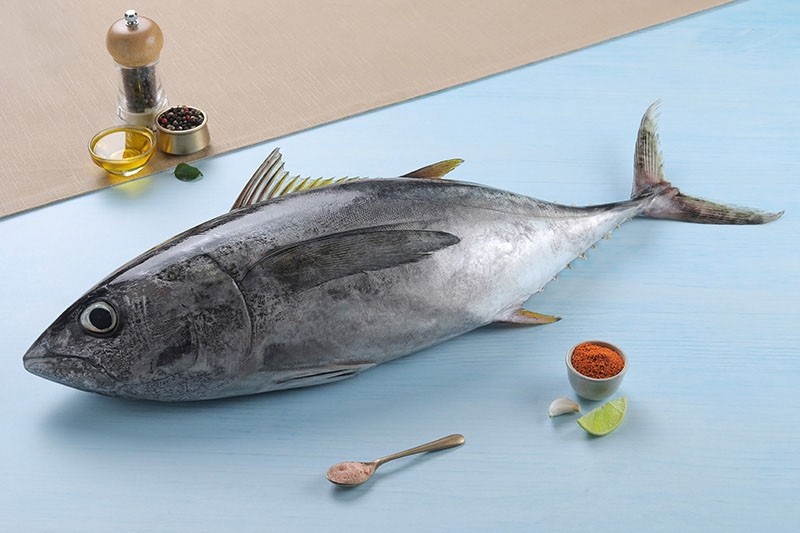 Fresh Tuna Fish