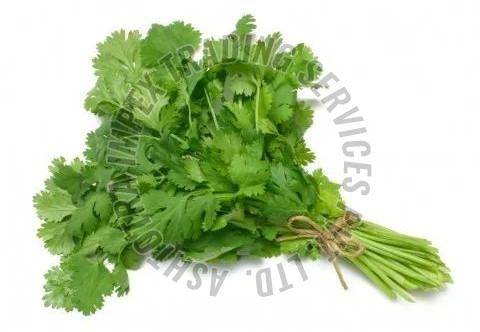 Fresh Coriander Leaves