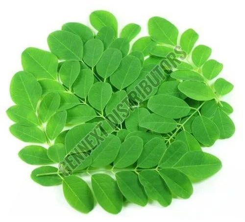 Fresh Moringa Leaves