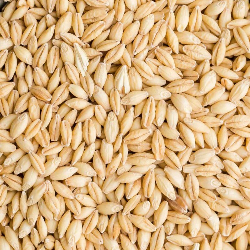 Premium Barley Grain