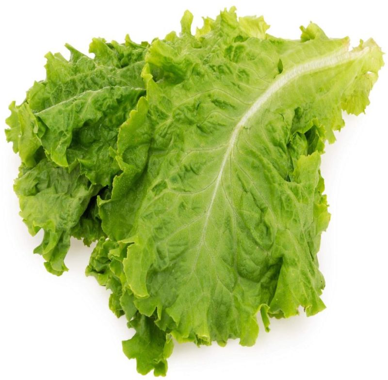 Fresh Lettuce