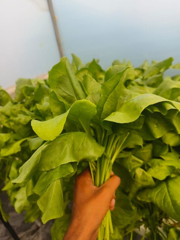 Fresh Spinach Leaves