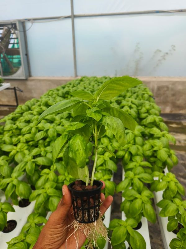 Italian Basil Leaves