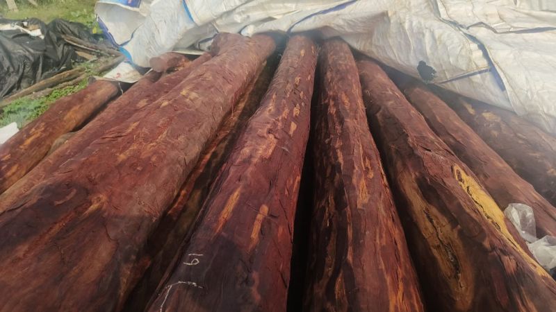 Grade 1 Red Sandalwood Logs