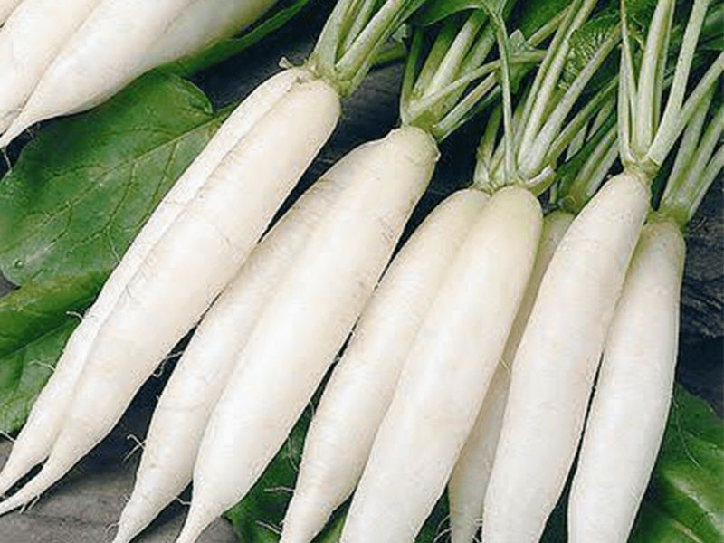 Fresh White Radish