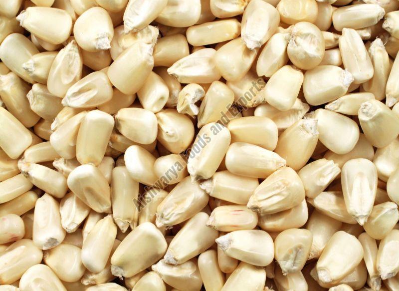 White Maize Seeds