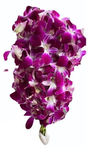 Fresh Orchid Flower