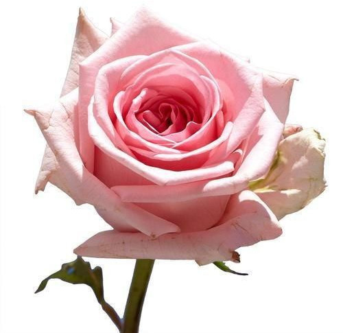 Fresh Pink Rose Flower