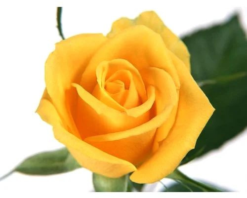 Fresh Yellow Rose Flower