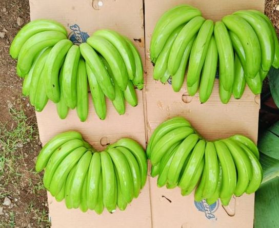 Fresh Green Banana