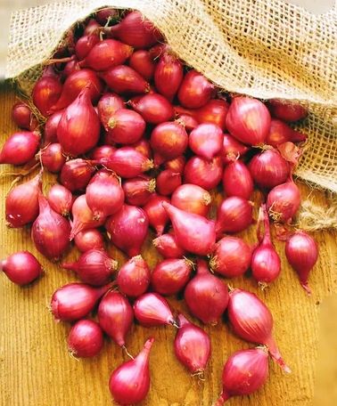 Fresh Sambar Onion