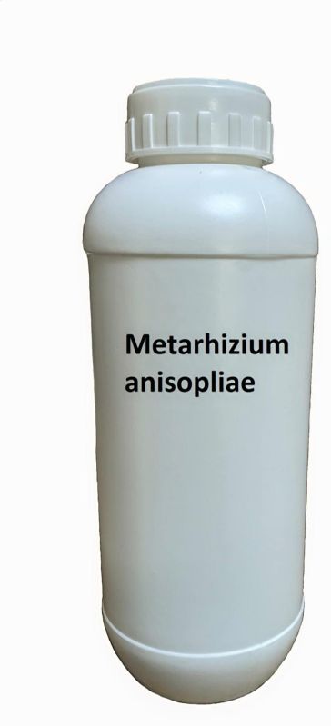 Metarhizium Anisopliae Bio Pesticide