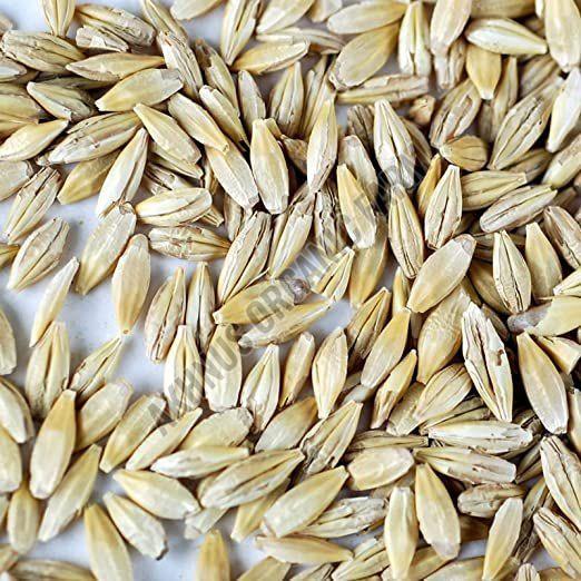 Barley Seeds