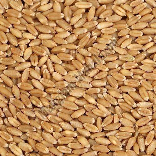 Natural Wheat Seeds