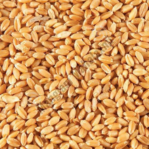 Organic Wheat Seeds