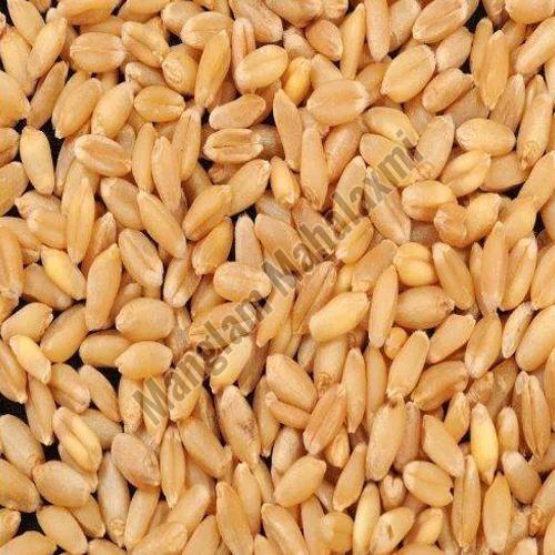 Raw Wheat Seeds