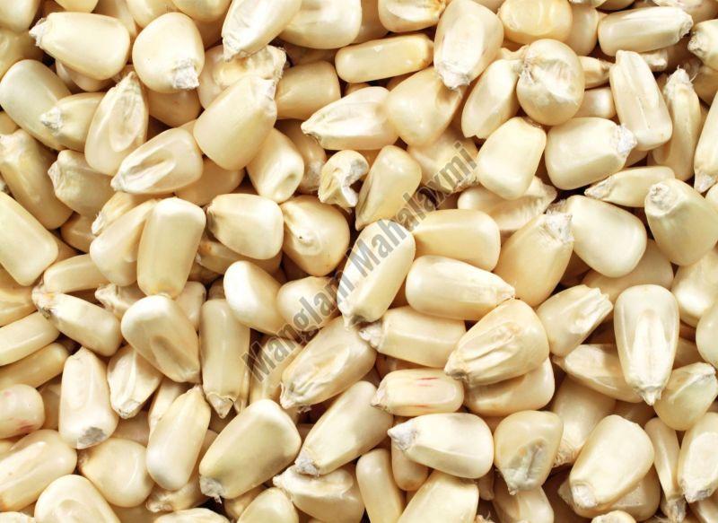 White Maize Seeds