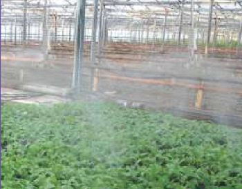 Greenhouse Fogging System