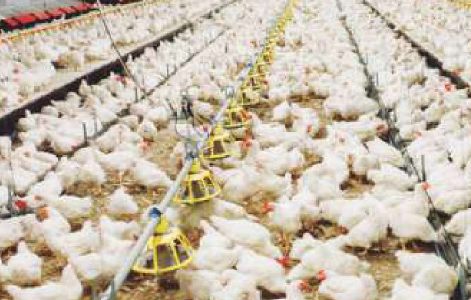 Poultry Farm Fogging System