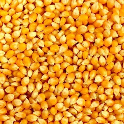 Yellow Maize For Human Consumption