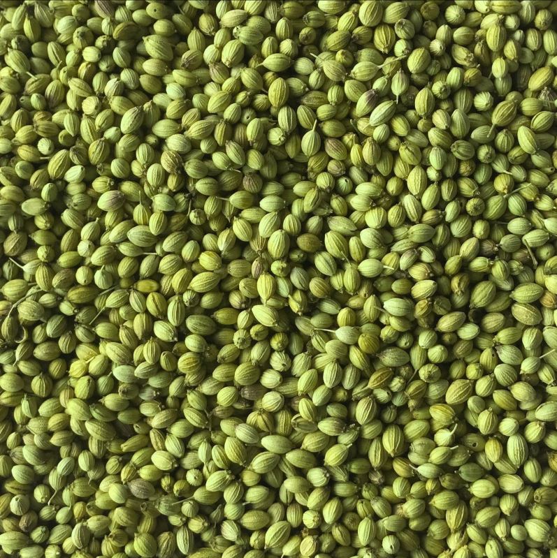 Parrot Coriander Seed