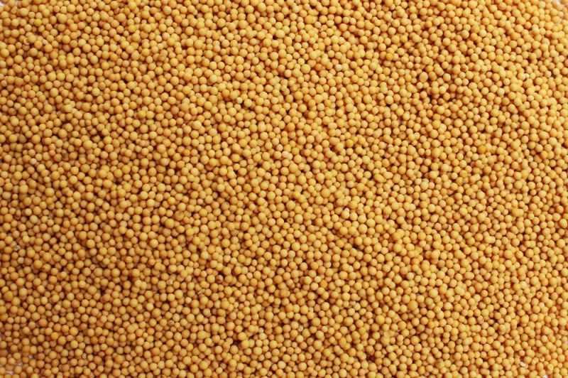 Small Yellow Mustard seeds