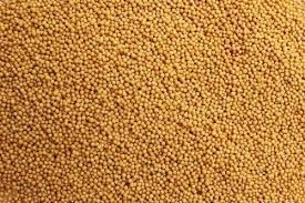Arugula Seeds