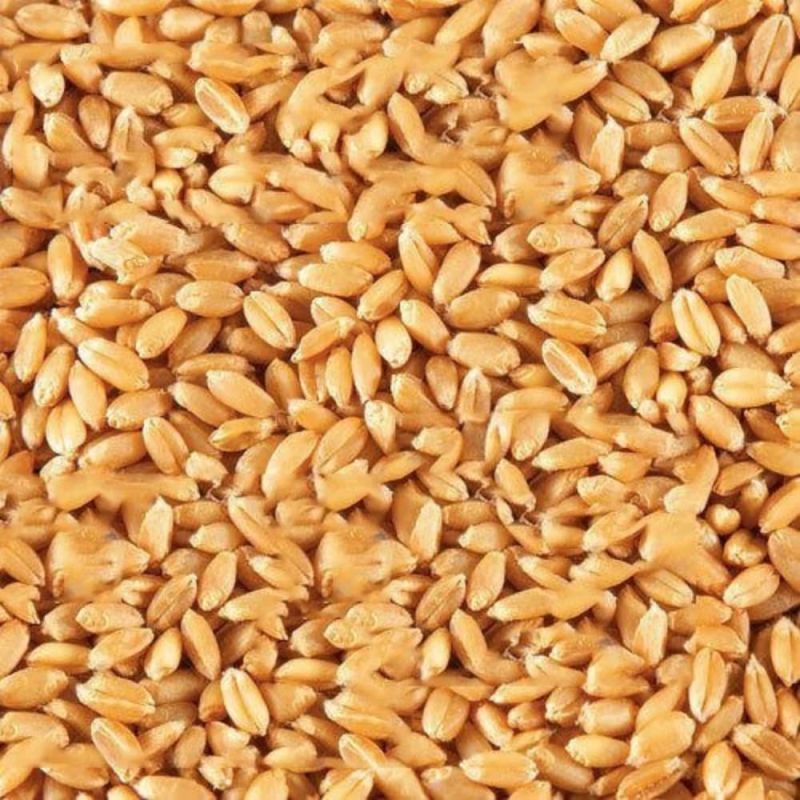 Organic Wheat Seeds