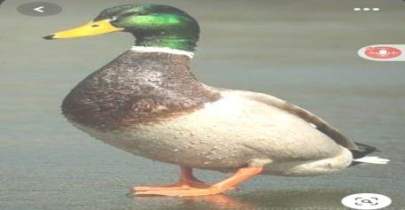 Fiberglass Duck Statue