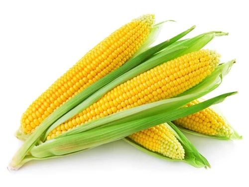 Fresh Corn