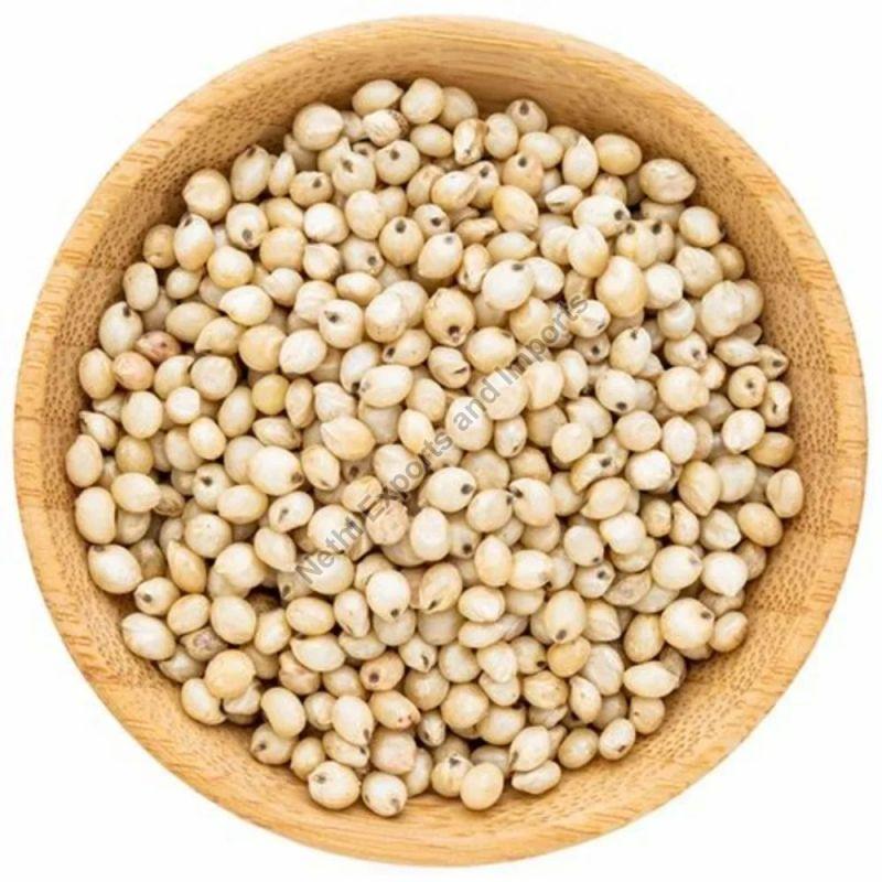 White Sorghum Millet