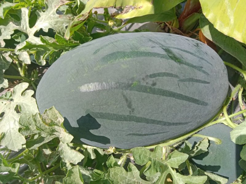 Fresh Green Watermelon