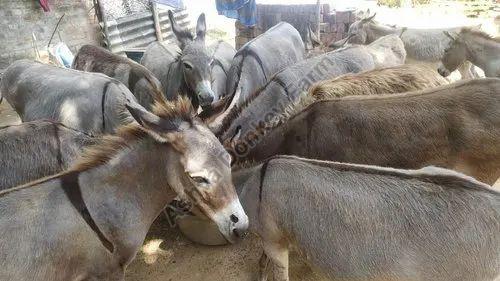 Female Donkey for Sale