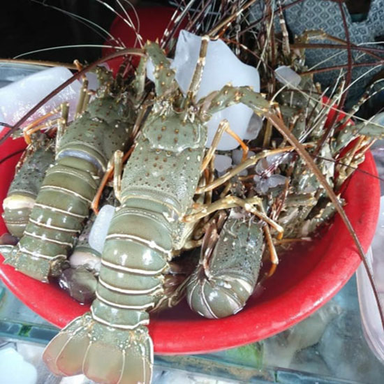 Frozen Lobster