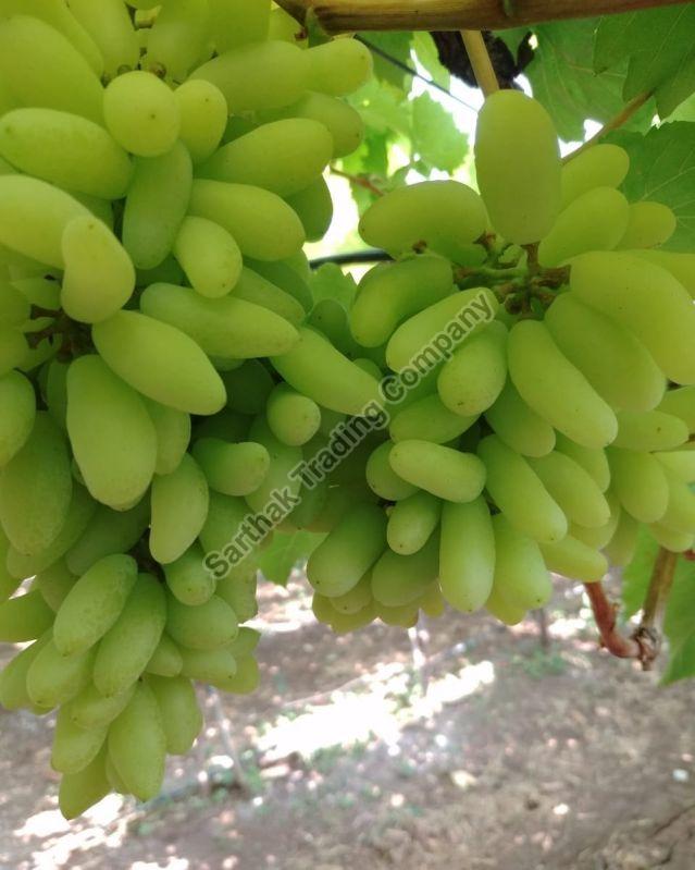 Fresh Green Grapes