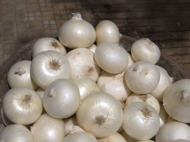 Export Quality White Onion