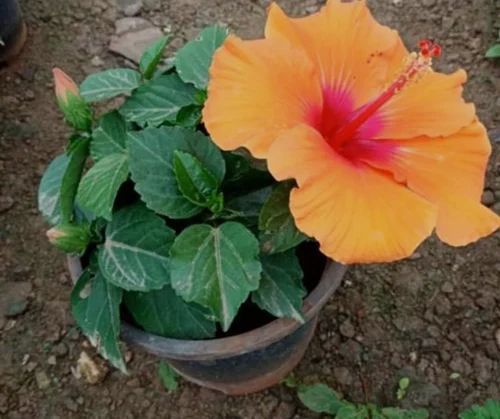 Yellow Hibiscus Flower Plants