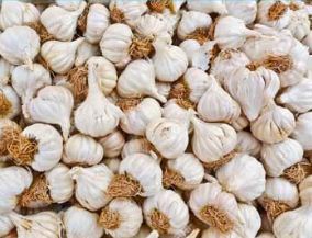 Fresh Garlic