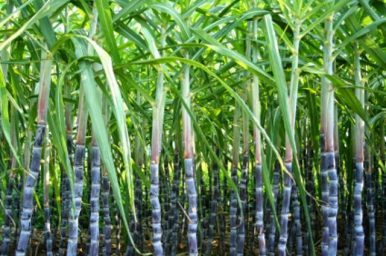 Fresh Sugarcane