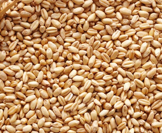 Wheat Grains